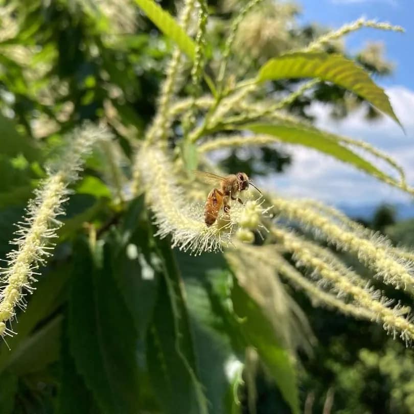 Le api al lavoro per impollinare i “maronari” di Alvese